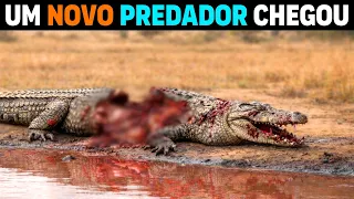 🚨 AGORA: Quem está PARTINDO CROCODILOS gigantes ao meio na África?