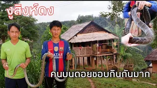เที่ยว&ทำบุญชนบทลาว🇱🇦EP25: งูสิงห์ดงใหญ่มาก! ชาวดอยชอบเอามาทำเมนูอะไรกิน...?