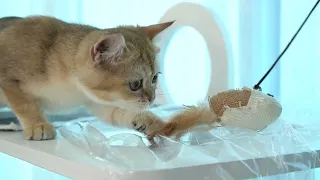 Funny Animal Videos: Playful Cat Having Fun Indoors | Aww Pets