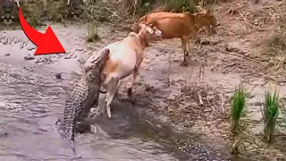 SURREAL!!! VACA SAÍ DO RIO COM UM CROCODILO PENDURADO NELA.