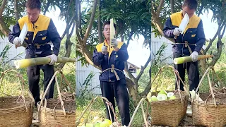 Bamboo shoots cutting #farming