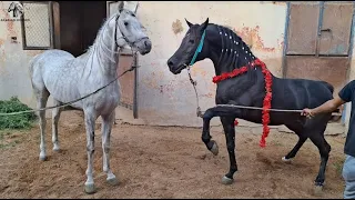 Hot Horse🔥Cavalo quente🔥गरम घोड़ा