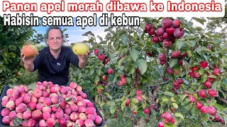 PANEN APEL MERAH DIBAWA KE INDONESIA || HABISIN SEMUA APEL DI KEBUN