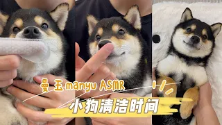 【ASMR】曼玉Manyu清洁时间4.0 | 沉浸式小狗全身Spa（带好耳机）#柴犬 #多巴胺 #豆柴 #抖音 #柴犬可愛い