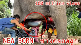 NEW BORN ELEPHANT วินาที่ช้างคลอดลูก [พลายบัวบาน]