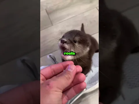 Uratował wydrę, a ona nigdy o nim nie zapomniała 🦦