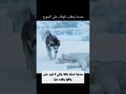 عندما يتغلب الوفاء عن الجوع👌🏾🤍