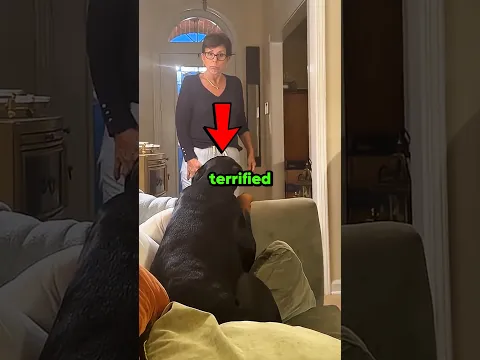 Even dogs fear mom💀 #shorts #dog