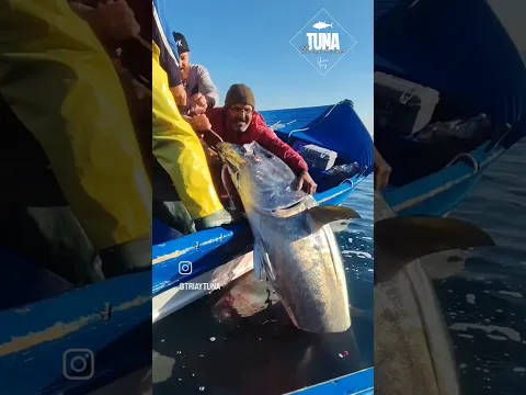 It doesnt fit in the boat! Fishing for tunas in Morocco is always an experience and a half!
