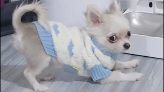 Barley’s puppy essential gadgets 🐾🤓🤍 FULL VIDEO