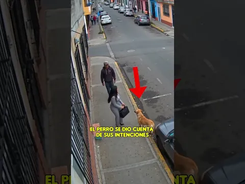 Un perro protege a una mujer cuando iba al trabajo