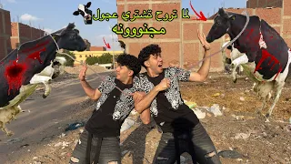لما تروح تشتري عجول العيد 🐄🥩المجنووونه🦬 دا اللي هيحصل 😱😂| التوينز المحبوب