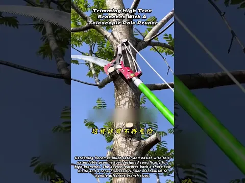 Trimming High Tree Branches With A Telescopic Pole Pruner
