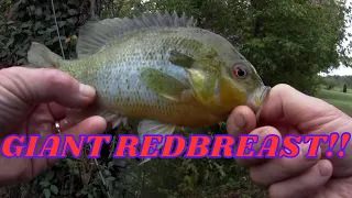 PB REDBREAST Sunfish- Another Multi-Species Day