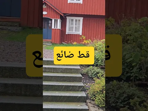 قط ضائع،
