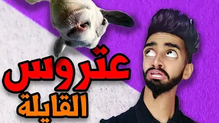 كعوان و عتروس القايلة 🤣😂