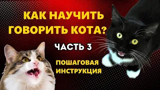 Заговорите со своим котом: 10 методов для общения