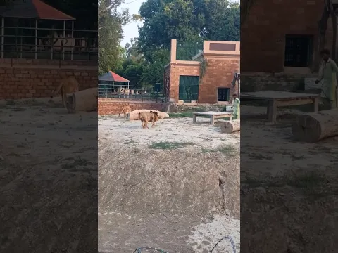 Funny # shorts #short#trending# trending shorts#jungle