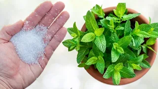 حفنة صغيرة من هذا المسحوق الرخيص سيقوي نباتاتك و يعالجها و يحفزها على النمو، شاهد نتيجة على النعناع