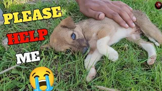 Rescue the poor little Dog that lost her mother 😭 Dog crying please help 🙏@DogRescue