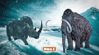 Buz Devrinin Son Hayvanları | DMAX Özel İçerik