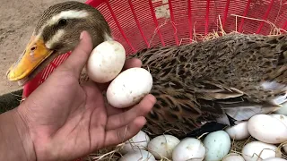 Amazing Pekin Duckling Hatching From Eggs - Nee Baby Duck