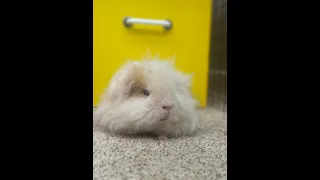 saving my guinea pigs