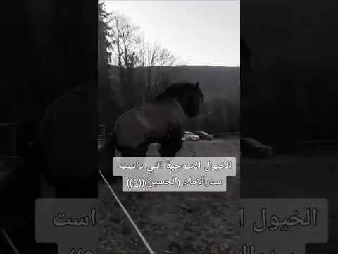 ياحبيبي يا حسين 😔❤️ / رحم الله من نادا البيك يا حسين