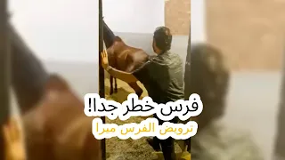 فرس خطر جدا! محدش يقدر يدخل عليها البوكس.. ترويض الفرس ميرا