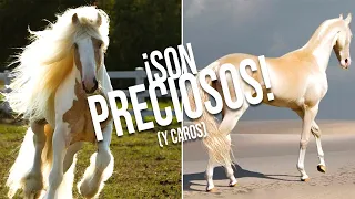 10 CABALLOS asombrosos que NO CREERÁS que existen
