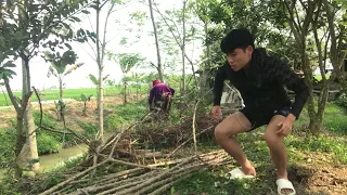 công việc buổi sáng chặt cây sắn để trồng - phạm mạnh vlog