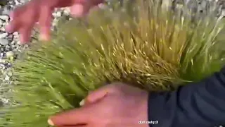 Esta hierba puede hacerte rico EN VIVO 😯