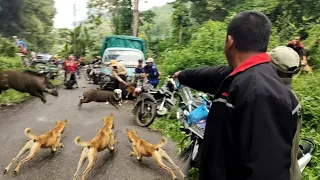 AMAZING !!! A boar hunting video collection  This year || SPECIAL PORBI AWM TEAM
