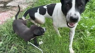Daily life of my adorable puppy — funny, cute, and heartwarming videos 🐾 #puppy #dog #funny 