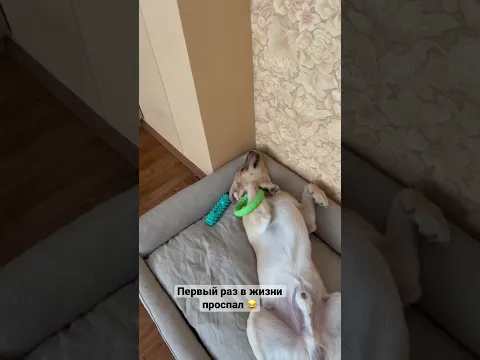 Как меня встречают дома 🙈