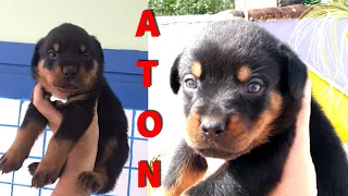 ATON, NOSSO NOVO BEBÊ ROTWEILLER ADOTADO pela TRÓIA