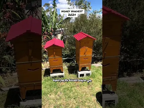 هذا الرجل وجد السحر في مستعمرة النحل ❤️
