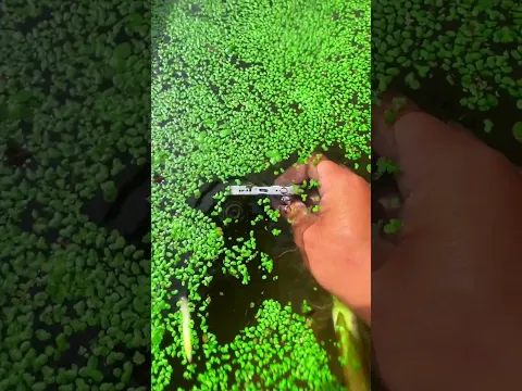 the beauty of nature - You didn't think it was that beautiful #satisfying
