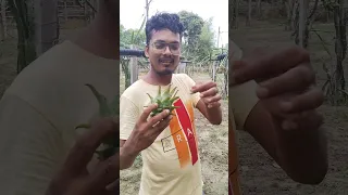 জীবনে প্রথমবার ড্রাগন গাছের বাগান দেখলাম || 😲😲😋😃❣️