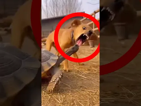 ANIMALES en momentos que nadie esperaba ver