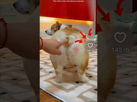 😳 Mom Evicted Him, He Hacked Dog House! 🔥 #shortvideo #shortsfeed #subscribe