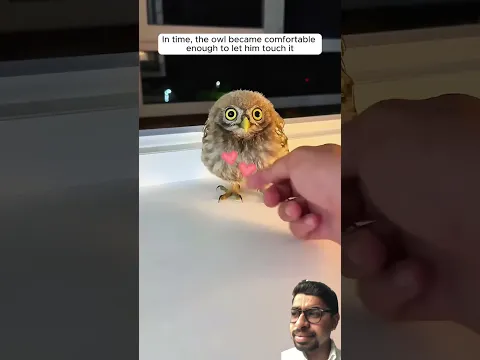 #wildliferescue #owl #birds #cute #pets #animals #love #wildlife #animalrescue #wholesome
