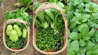 أجمل واطيب الخضار في حديقة المنزل 🥦🥕🥬