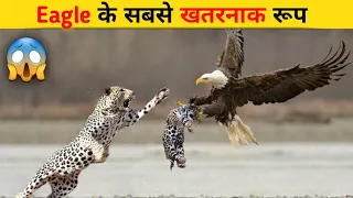 सबसे खतरनाक ईगल 🦅 |Dangerous Attacks of Eagle.| @jungleboxofficial@SciCoLens