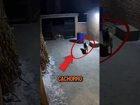 Esse cachorro teve a pior noite de sua vida! #curiosidades