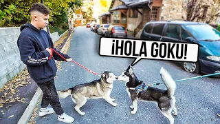 ASÍ REACCIONO MI HUSKY AL CONOCER AL PERRO QUE HABLA!! **no me lo creo**