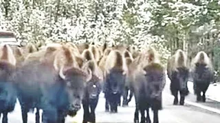 O Parque Nacional de Yellowstone revela que algo pode está acontecendo agora la dentro agora