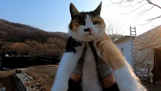 고양이들을 안아 보았다
