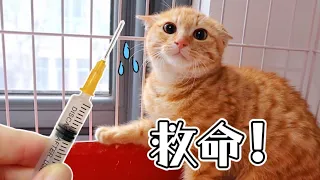小浪橘第一次打針，嚇得全程飛機耳，聲淚俱下狂喊不要｜李喜猫