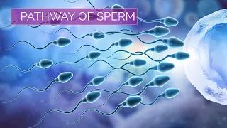 Pathway of Sperm | Male Reproductive System |